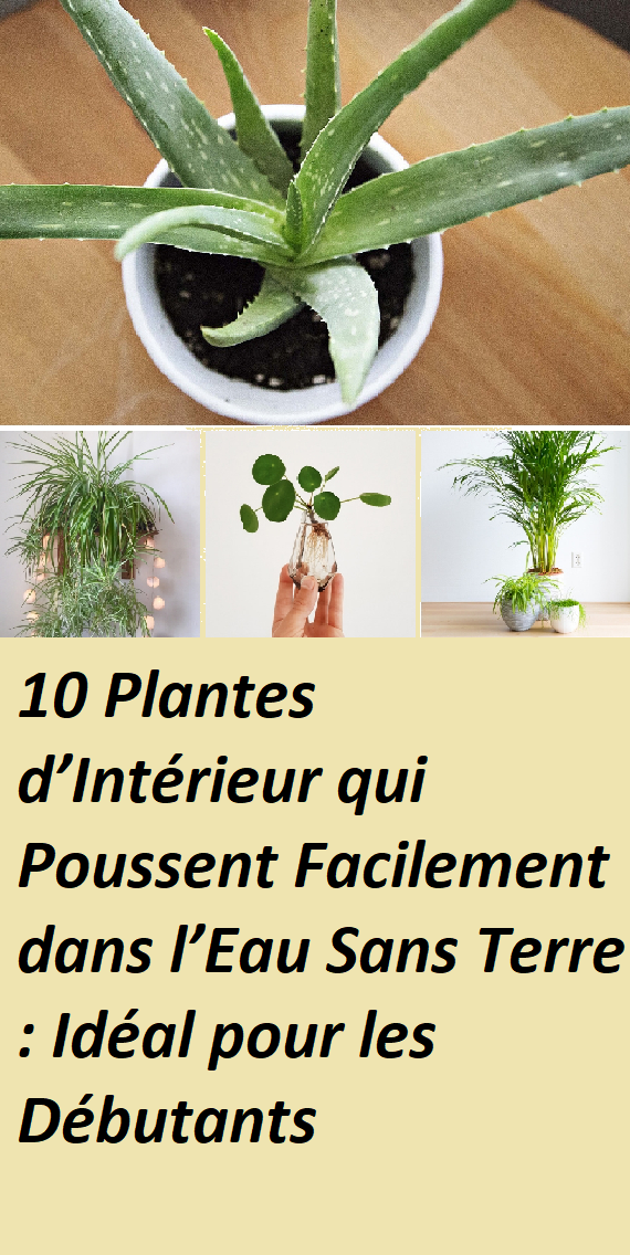10 Plantes d’Intérieur qui Poussent Facilement dans l’Eau Sans Terre : Idéal pour les Débutants