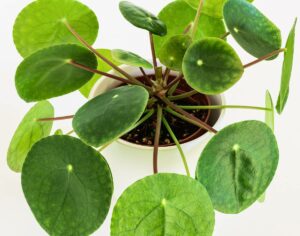 La pilea