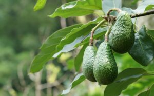L'avocatier