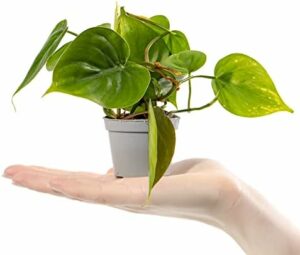 Le philodendron à feuilles de cœur