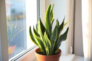 Le sansevieria