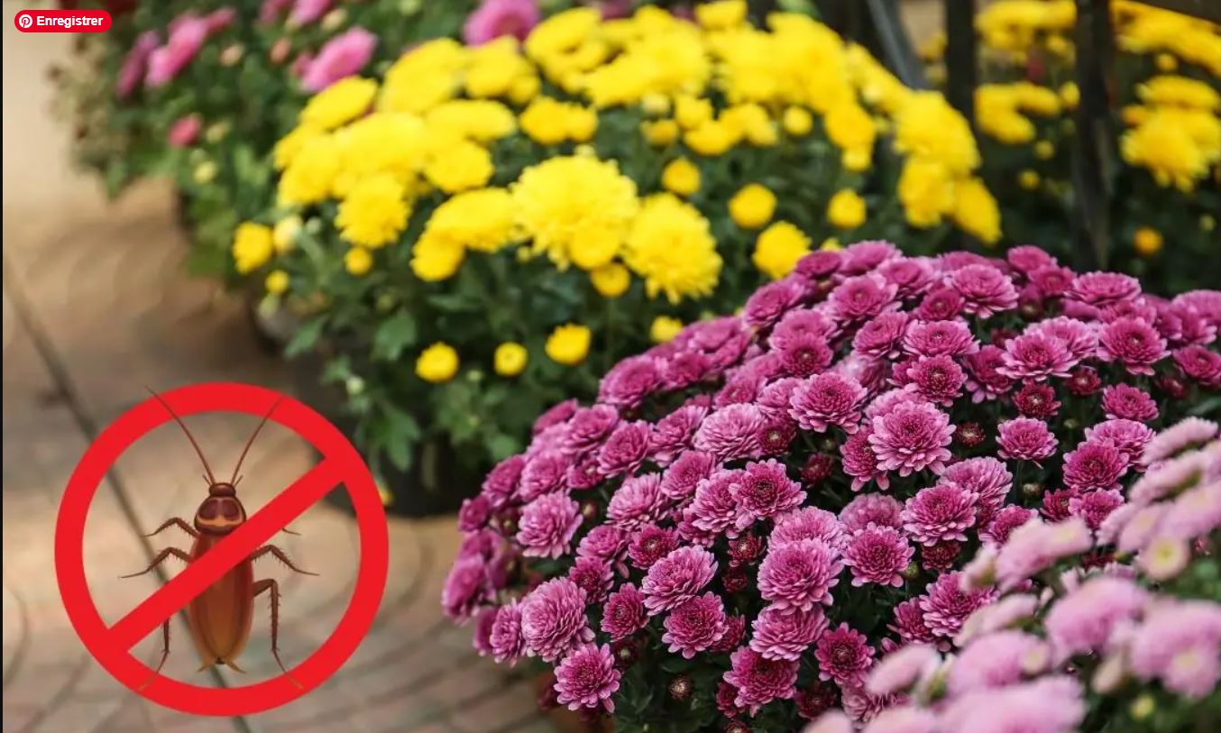 chasser insectes plantes