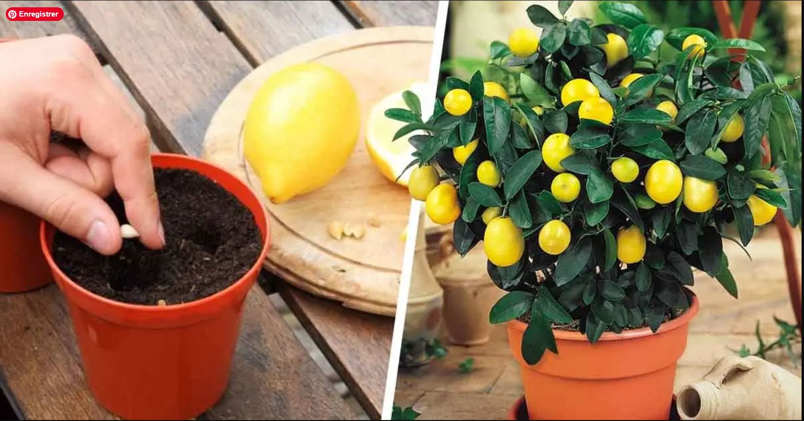 Pousser des Citrons à la Maison