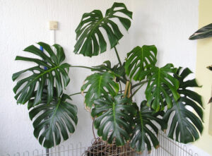 Le faux philodendron