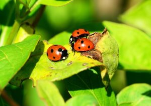 Coccinelles au potager