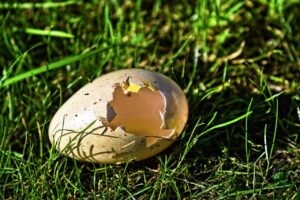 Coquilles d’œufs pour protéger les plantations
