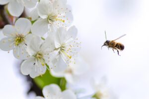 Fleurs répulsives pour potager